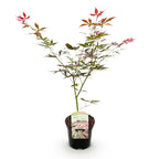 Japanse esdoorn Acer palmatum Sumi-nagashi, groene bladeren