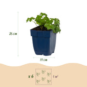 Geranium macr. Czakor - Ooievaarsbek - Bodembedekkend - Paars-Roze - 6 Planten