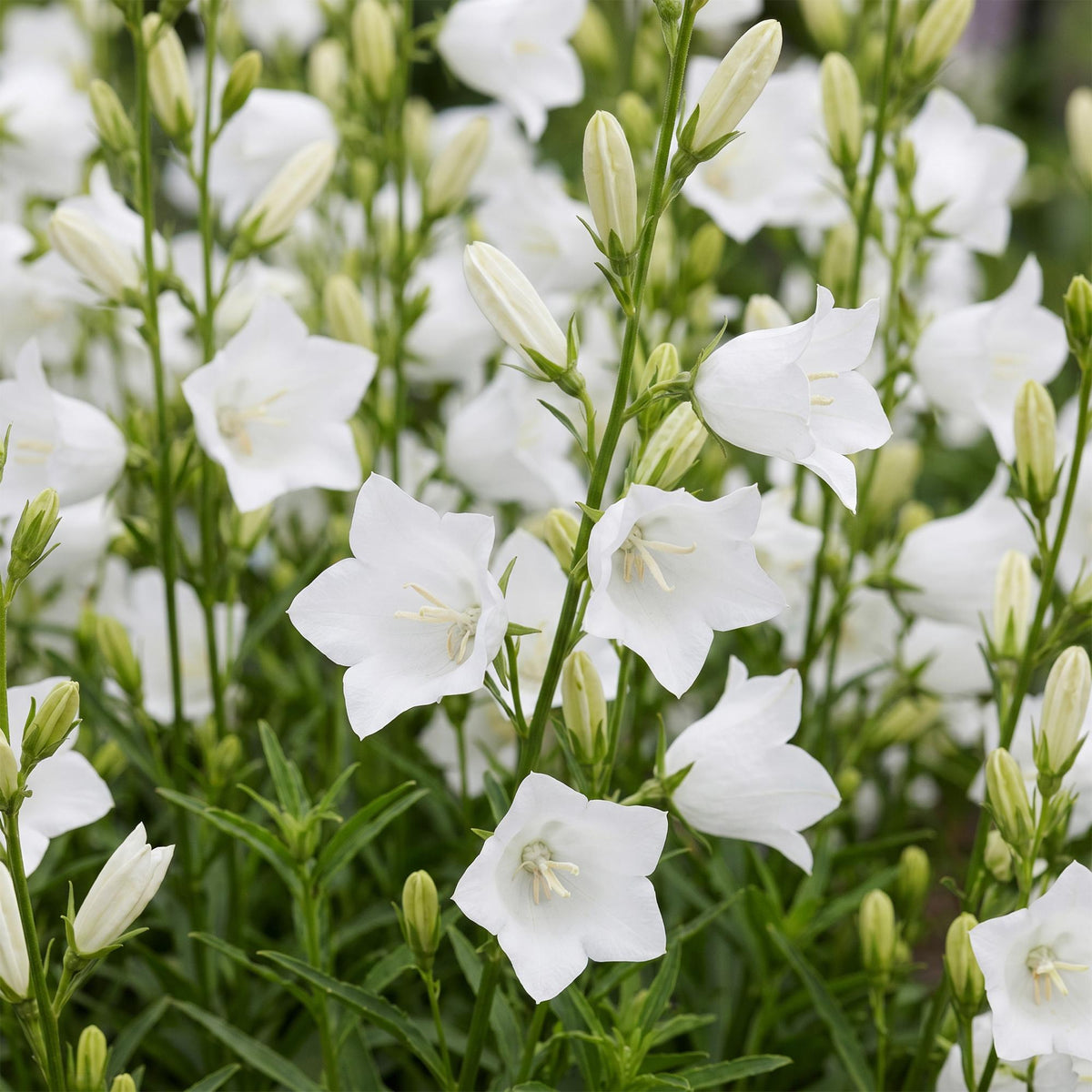 Perzikbladklokje pers. Alba, met witte bloemen, groeiwijze van de plant