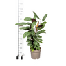 Calathea Oppenheimiana