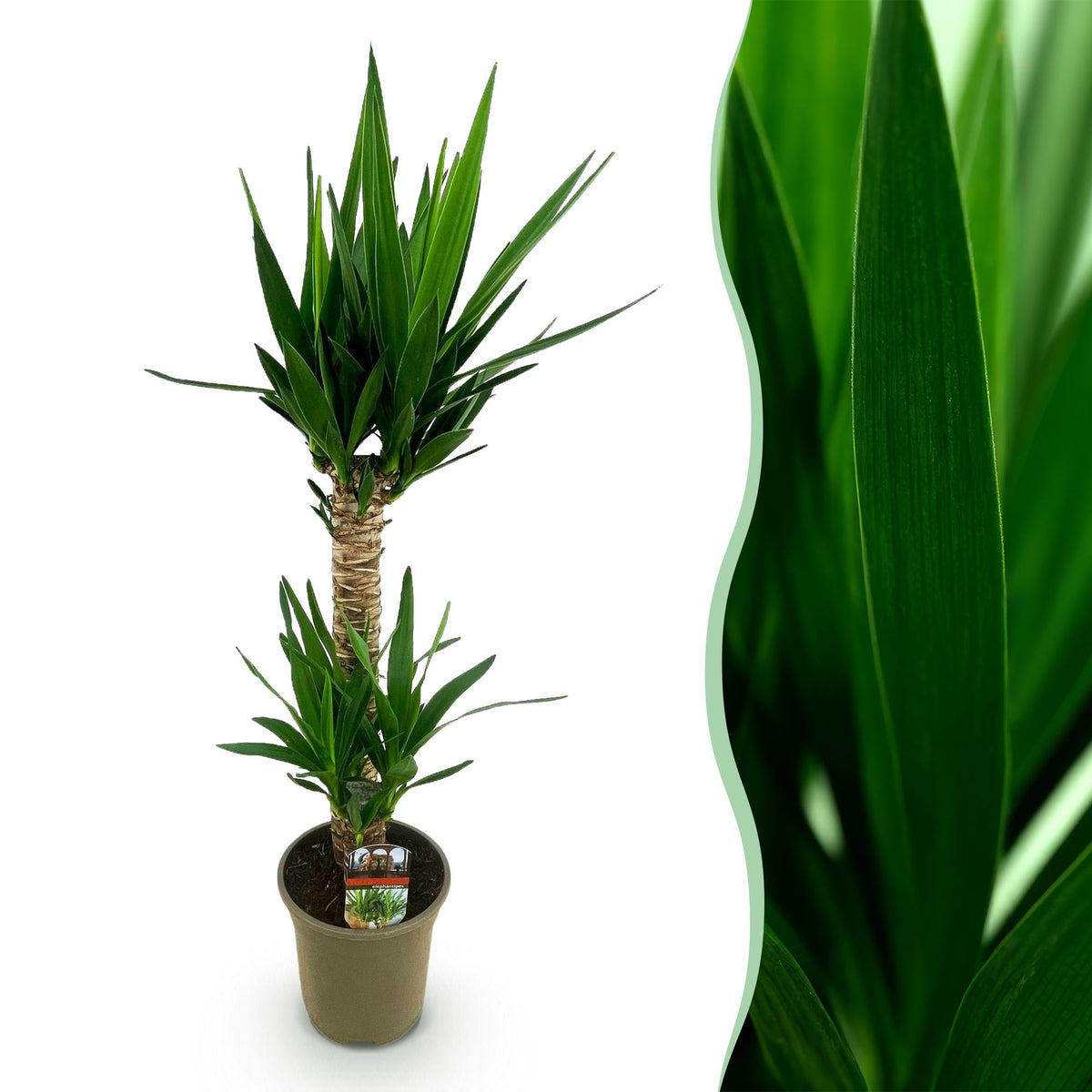Yucca elephantipes, 95 cm hoog, kenmerkend blad