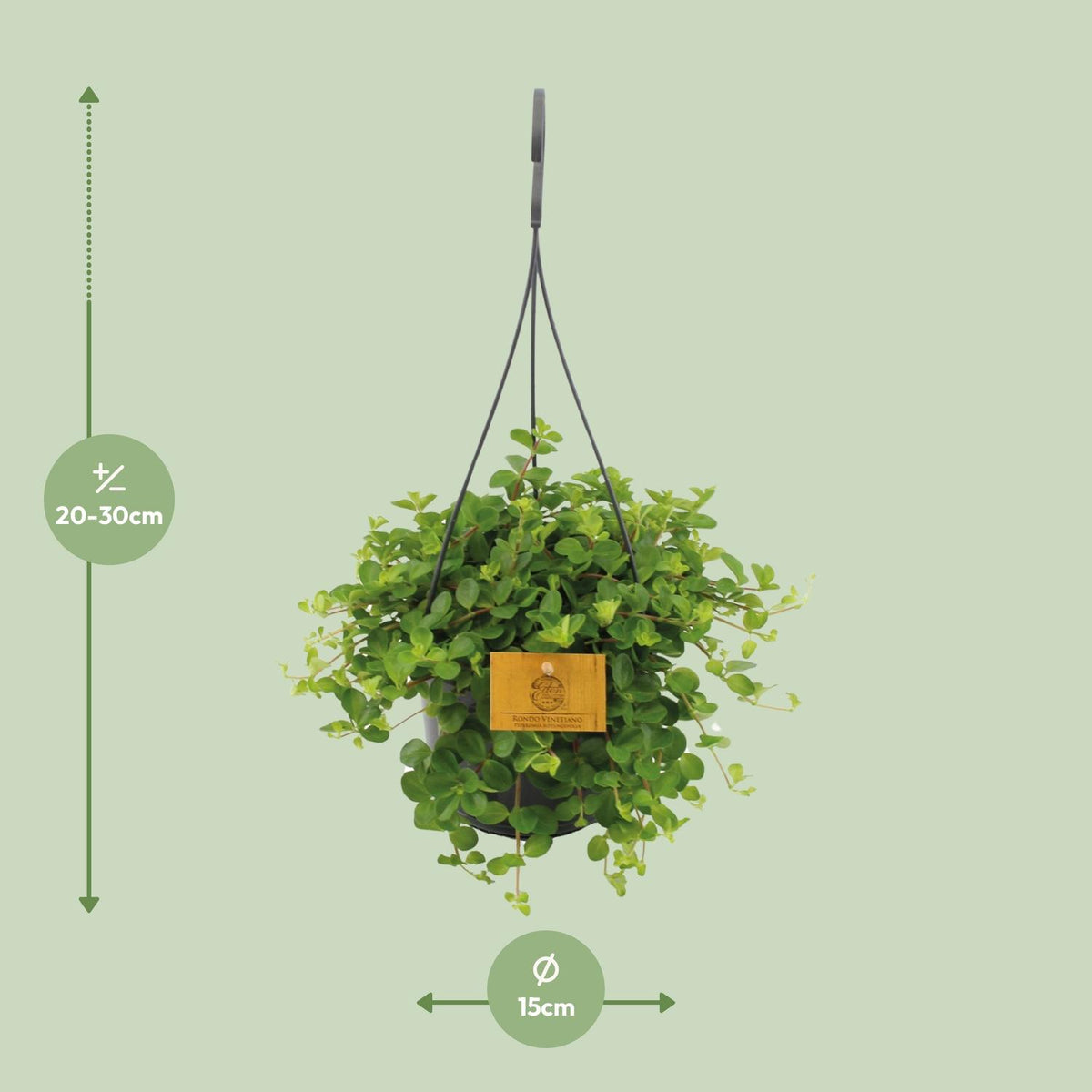 Detailfoto van Peperomia Rotundifolia
