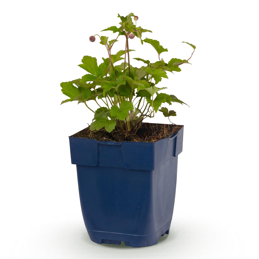 Herfst anemoon hup. Splendens, met donker roze bloemen, groene bladeren