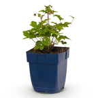 Herfst anemoon hup. Splendens, met donker roze bloemen, groene bladeren