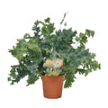 Phlebodium Davana, plant in pot