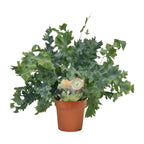 Phlebodium Davana, plant in pot