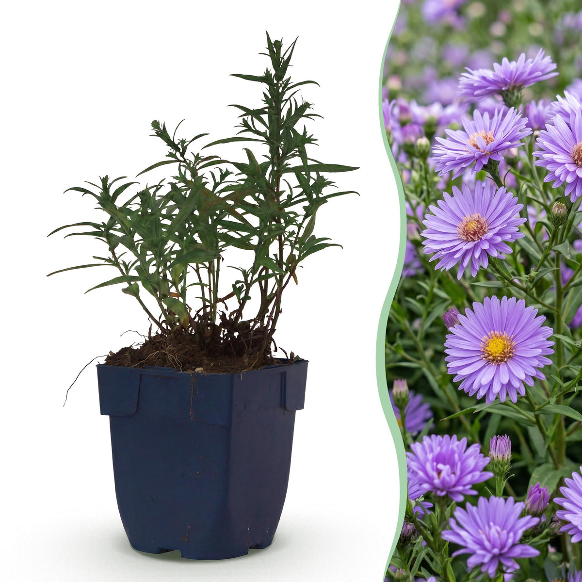 Zeeaster (D) Mittelmeer, plant in pot