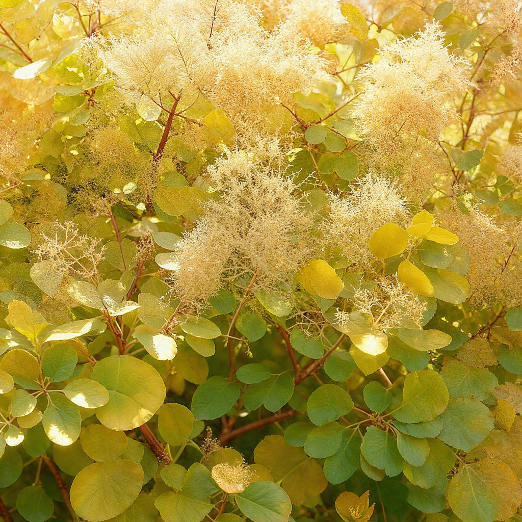 Cotinus coggyria Golden Spirit, decoratieve plant