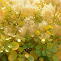 Cotinus coggyria Golden Spirit, decoratieve plant