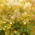 Cotinus coggyria Golden Spirit, decoratieve plant