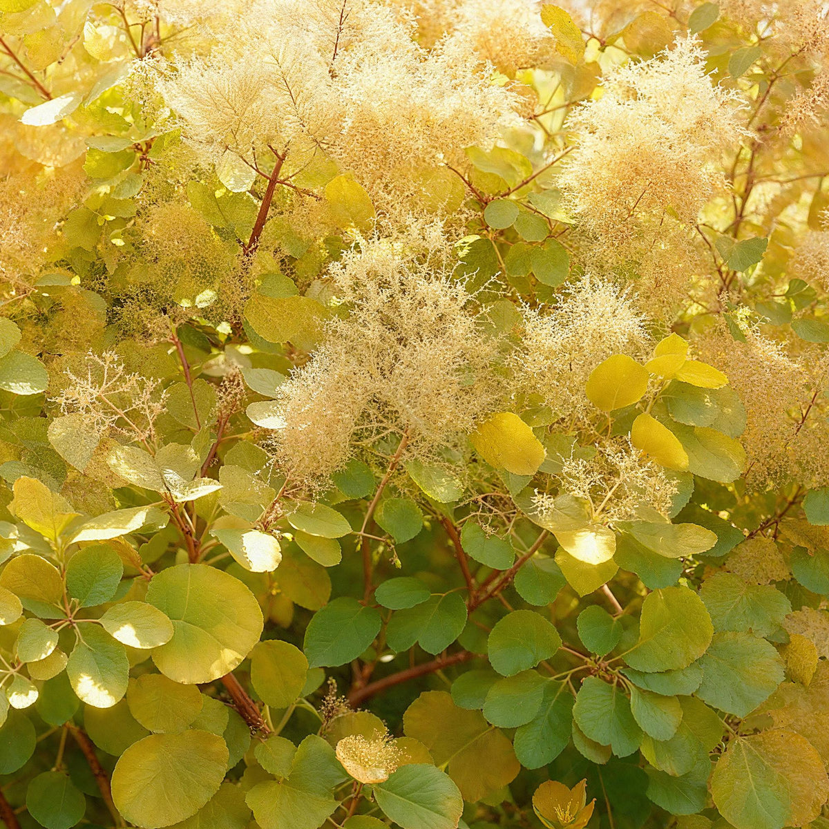 Cotinus coggyria Golden Spirit, decoratieve plant