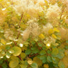 Cotinus coggyria Golden Spirit