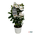 Mandevilla Sundaville White In Toren (Dipladenia), plant in pot
