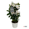 Mandevilla Sundaville White In Toren (Dipladenia)