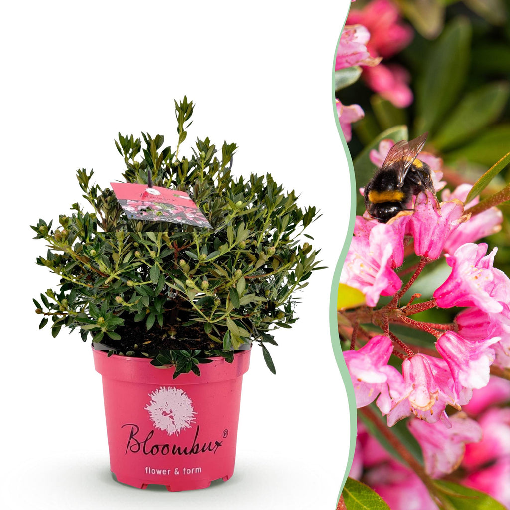 Rhododendron Bloombux Magenta, plant voor tuin en border