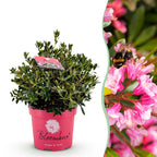 Rhododendron Bloombux Magenta, plant voor tuin en border