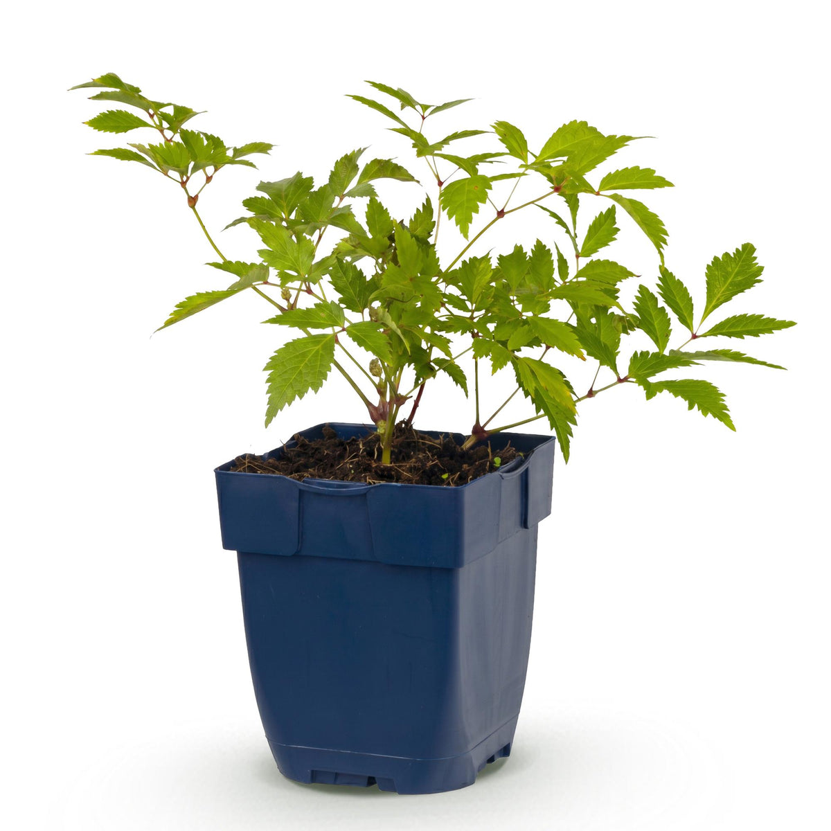 Pluimspirea (J) Deutschland, met witte bloemen, plant in pot