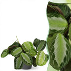 Maranta Fascinator Silverband met grijze pot, geschikte tuinplant