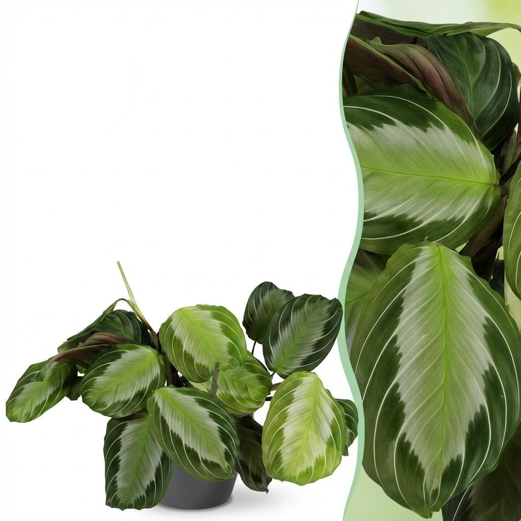Maranta Fascinator Silverband met grijze pot, geschikte tuinplant