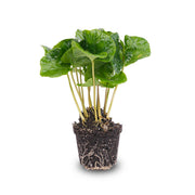 Coffea arabica, koffieplant voor terrarium