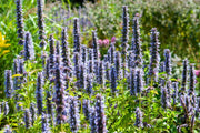 6x Agastache &