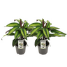 Calathea Majestica Princeps - 2 stuks