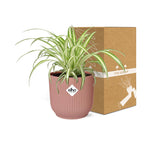Detailfoto van Chlorophytum Comosum Variegatum in ELHO Vibes Fold 14cm roze