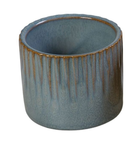 Linnea Misty Blue P6, plant in pot