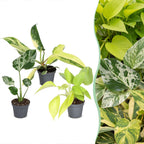 3x Baby Tropical Mix tropische kamerplanten
