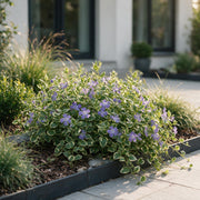 Vasteplant - Vinca major Variegata - Maagdenpalm - Bodembedekkend - Blauw - 12 Planten - Pot 11cm - Hoogte 15-25cm