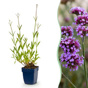 Verbena bonariensis - ijzerhard - 12 planten