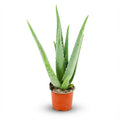 Aloë Vera, plant in pot