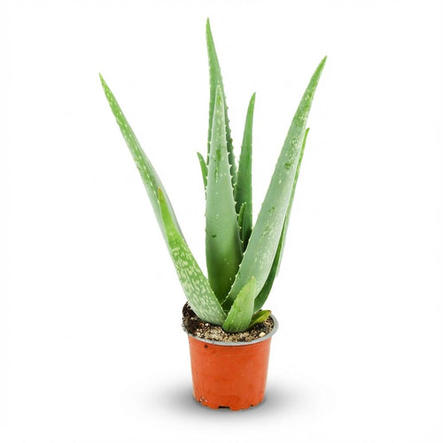 Aloë Vera, plant in pot