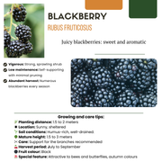 Zoete oogst trio, BIO fruitplanten mix van 3 soorten