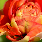 Tulpenbollen Gudoshnik Double – 20 Stuks Maat 11/12, kenmerkend blad
