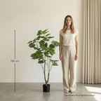 Ficus Umbrella boom, groene bladeren
