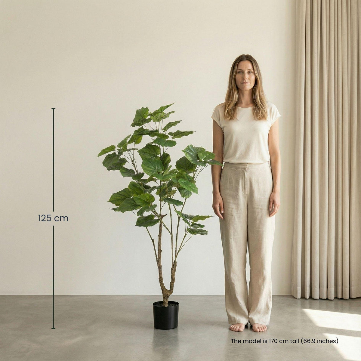 Ficus Umbrella boom, groene bladeren