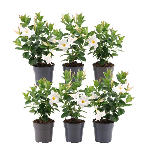 Productafbeelding van Pureplant