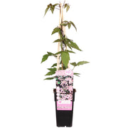 Clematis Montana &