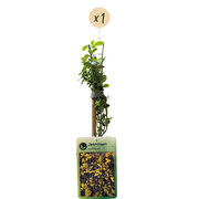 Jasminum nudiflorum - winterjasmijn - Ø9 cm