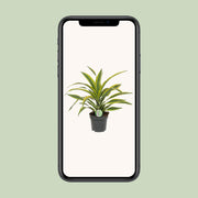 Dracaena Fragrans Lemon Lime