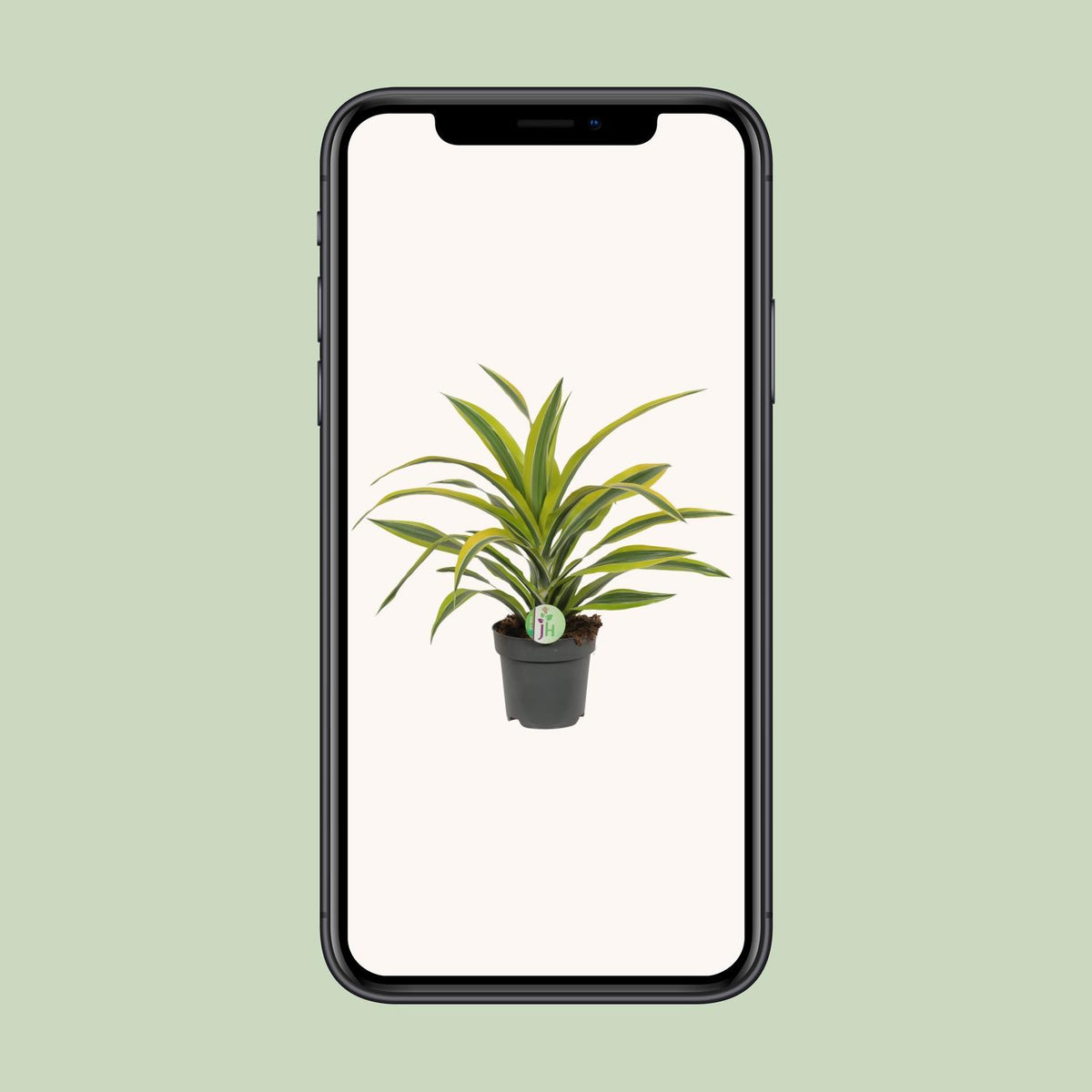 Detailfoto van Dracaena Fragrans Lemon Lime