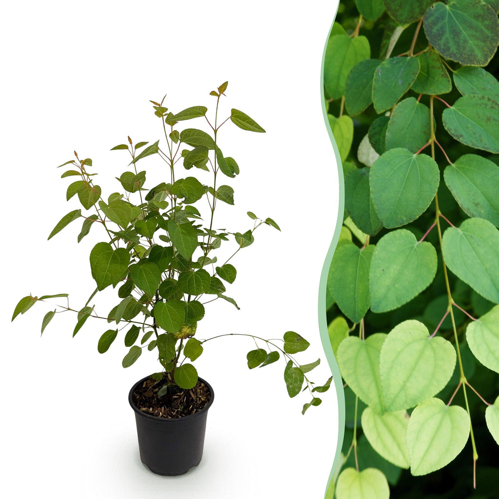 Cercidiphyllum japonicum, decoratieve plant
