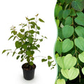 Cercidiphyllum japonicum, decoratieve plant
