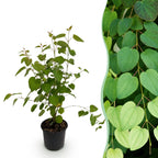 Cercidiphyllum japonicum, decoratieve plant