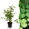 Cercidiphyllum japonicum