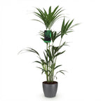 Howea Forsteriana, gezonde plant