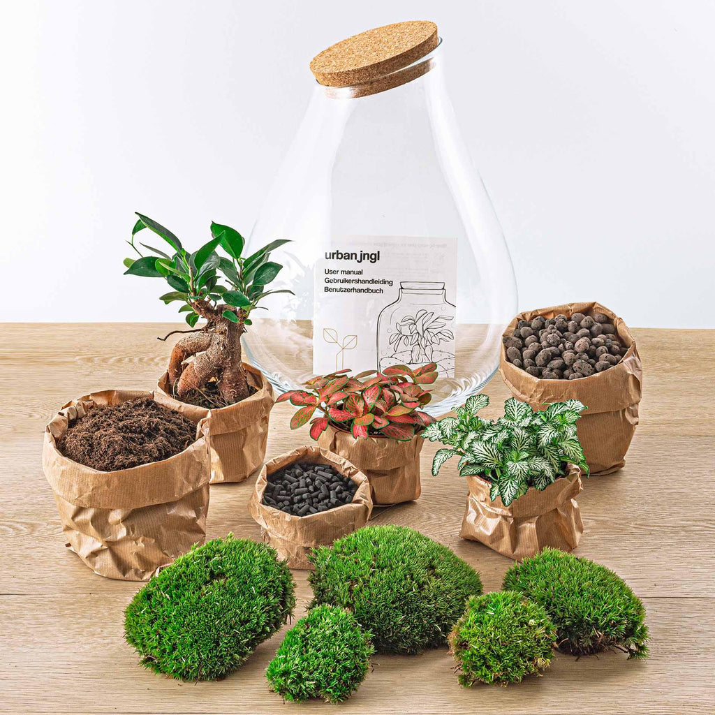 Detailfoto van DIY terrarium Drop XL Bonsai Red, compleet gereedschap