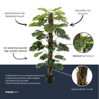 Monstera on pole, groeiwijze van de plant