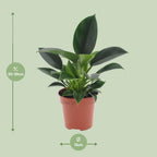 Detailfoto van Philodendron Green Princess